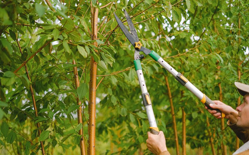 Tree trimming in Somers, NY